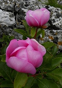 Western Peony - Paeonia broteri © Teresa Farino